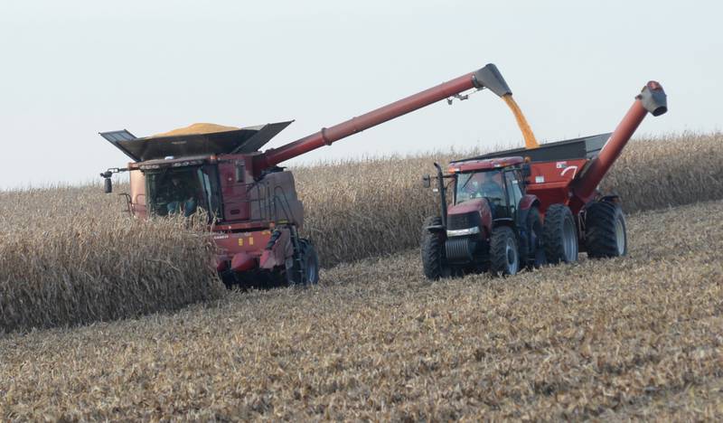 A farmer picks corn in a field west of Forreston on Saturday, Nov. 4, 2023.