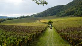 Uncorked: Italy home to broadest palette of indigenous grapes