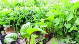 Marshall-Putnam 4-H spin club to focus on learning, growing, sharing vegetables, herbs, flowers
