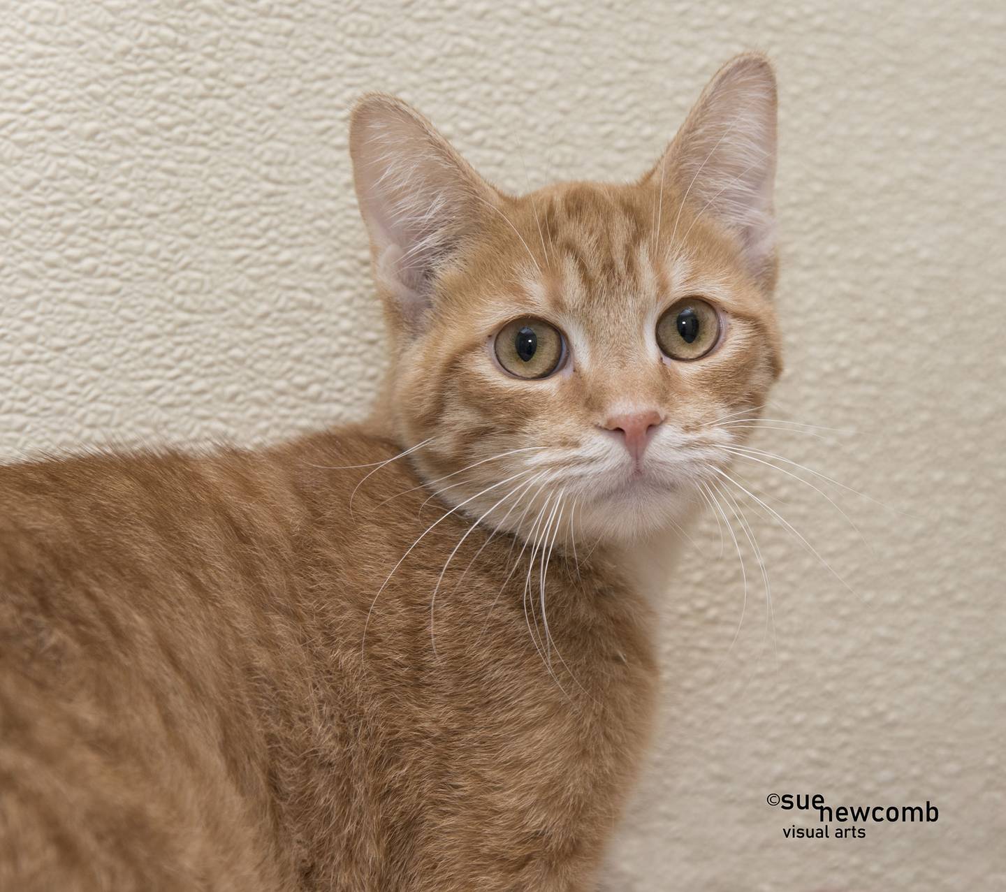 Hot Pocket is a young, male domestic shorthair who is timid at first but enjoys the attention of the staff and volunteers at the shelter. He loves when people pet him and does well with the other cats in our kitten room. Contact the Will County Humane Society at willcountyhumane.com and follow the instructions for the adoption process.