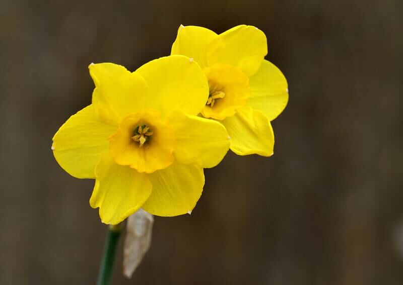 A pair of Daffodils bloom Friday, May 2, 2025, in front of the Sycamore Public Library.