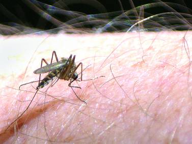 West Nile virus-positive mosquitoes collected in Granville