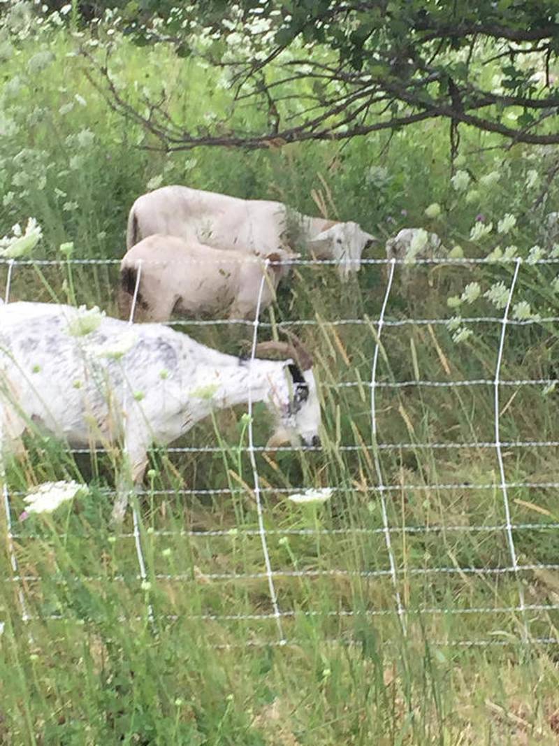 A heard of goats and sheep eats a variety of plants including buckthorn, honeysuckle, roses, spotted knapweed, Queen Anne’s lace and poison ivy at a prairie managed by the Downers Grove Park District. Clearing the invasive species will allow favorable plants to grow.