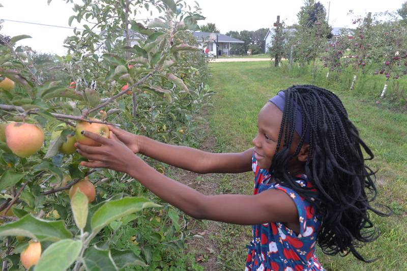Ella McDanel, 8, of Freeport, picks apples at the BerryView Orchard on Sunday, Sept. 17, 2023.