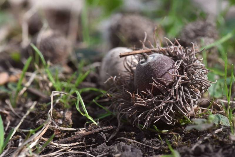 Acorns on the ground at the Fabyan Forest Preserve in Geneva. Oak trees are producing large numbers of acorns this year.