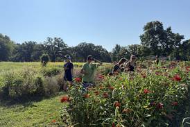 Dixon farm sanctuary visit brings ag lessons to life for Sterling students