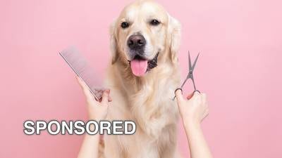 Tips for Choosing a Terrific Dog Groomer