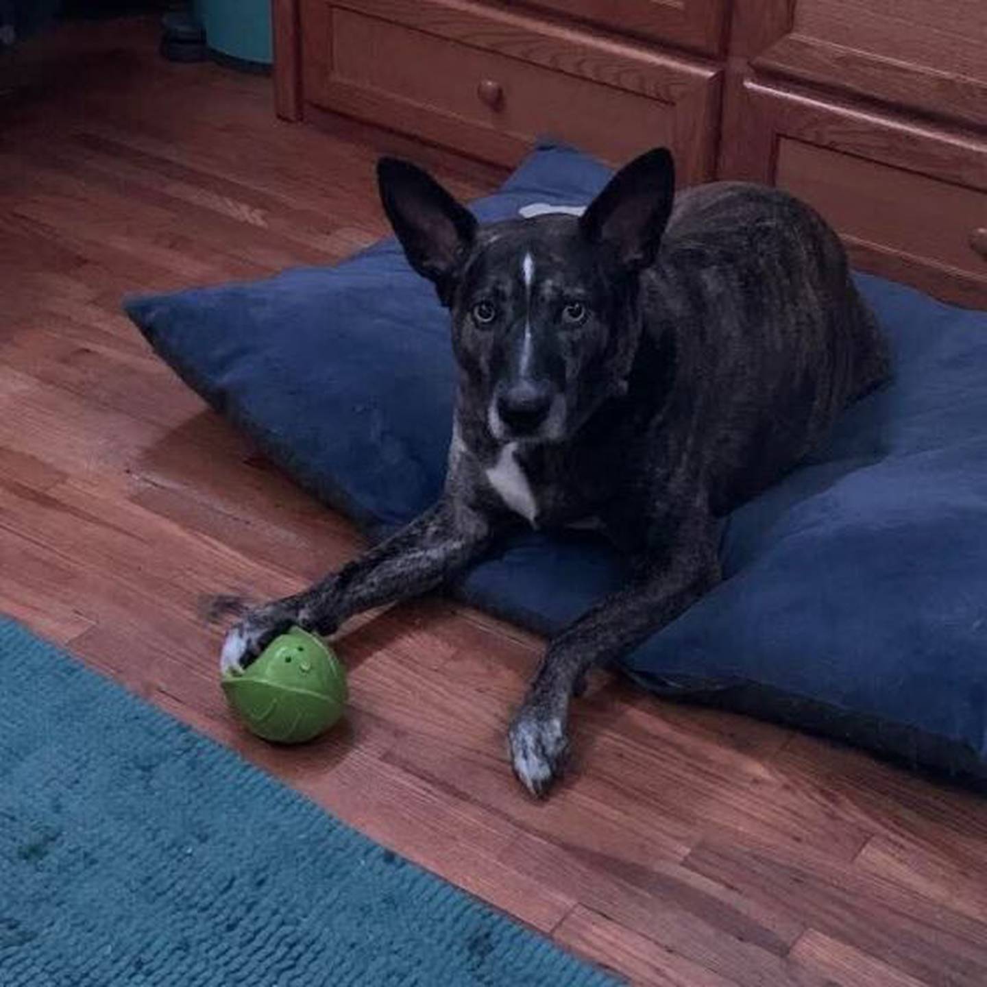 Jazzy has a huge personality. She is potty-trained, leash-trained and listens well. She knows her name and obeys well. She loves to follow people around, be with people, but she can also be left alone. She can also sit, paw, and “sit pretty” (both paws on your arm and she sits up and poses). Jazzy is part of a bonded pair. To meet Jazzy, contact Hopeful Tails Animal Rescue at hopefultailsadoptions@outlook.com. Visit hopefultailsanimalrescue.org.