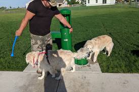 Canine companionship: Program helps dogs socialize at Sandwich dog park