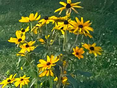 Down the Garden Path: Gardening with native wildflowers