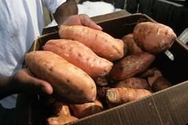 Down the Garden Path: How to grow potatoes and sweet potatoes in Illinois