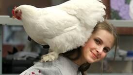 Photos: DeKalb High School FFA hosts Barnyard Zoo