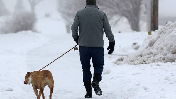 Here’s how to keep your dog safe in winter weather