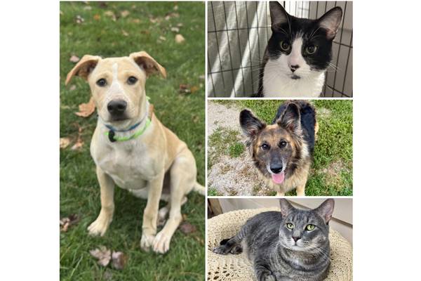 Will County Pets of the Week: Dec. 8, 2025