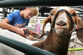 Photos: DeKalb County youth participate in 4-H Livestock Fair