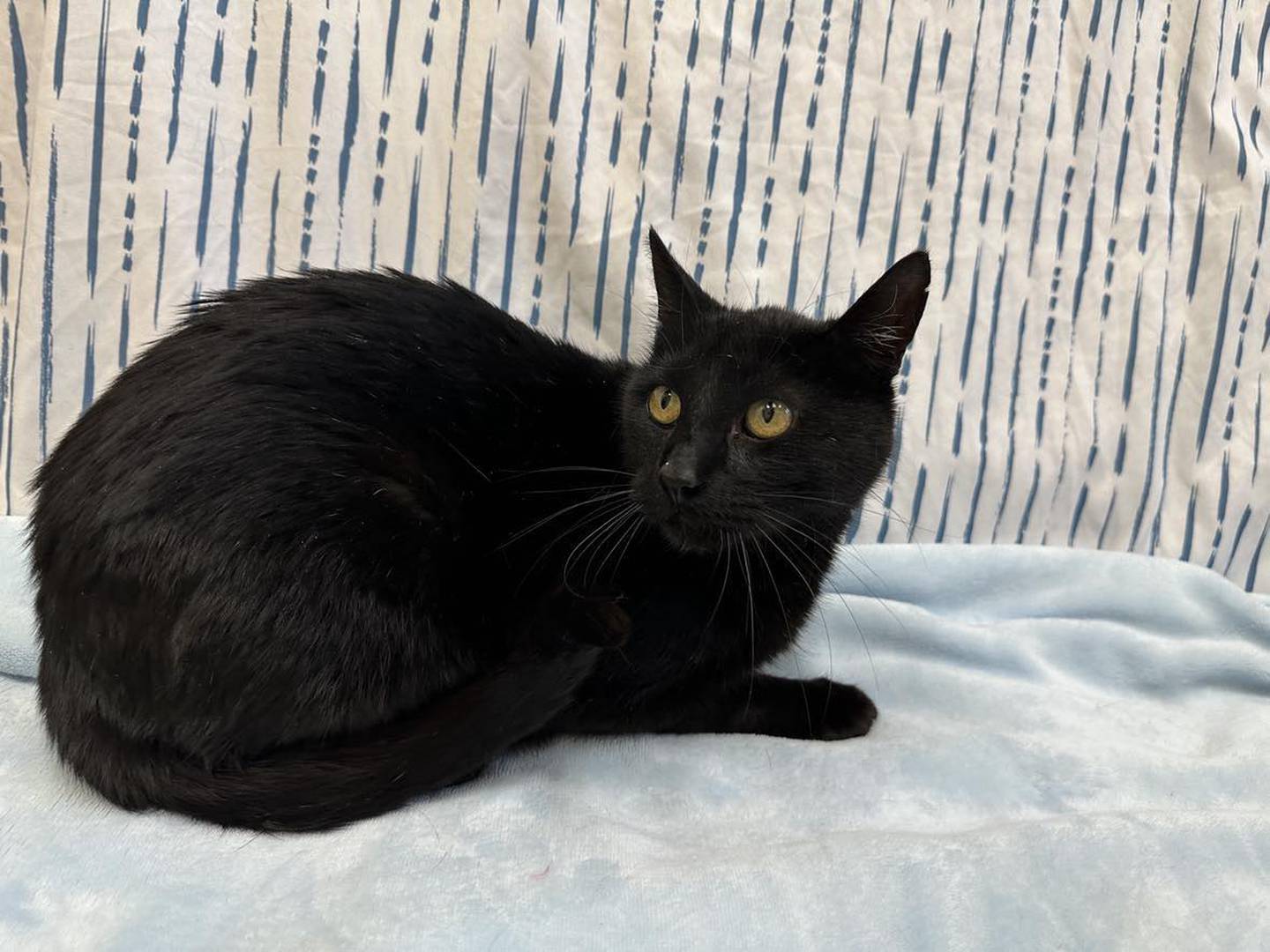 Ten-year-old Jaguar loves napping on top soft blankets. Jaguar’s little motor runs when he is petted and he is petted, and he will gently head bump your hand if you stop petting him. He seems to do well with other cats through his cage and will likely do well with another cat in the home with a proper introduction. Jaguar is FIV-positive. To meet Jaguar, call Joliet Township Animal Control at 815-725-0333.