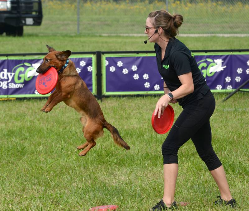 Nikki Penta of the Ready Go Dog Show watches Pepperchini grab a disc out of the air at the Ogle County Fair on Thursday, July 31, 2025.