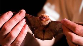 Bat with rabies found in Woodstock home