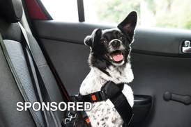 Tips for Making Holiday Travel Safe for Pets