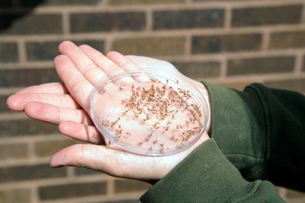 Will soggy spring lead to summer surge for mosquitoes?
