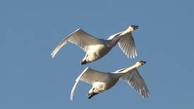 Upper Mississippi River Fish and Wildlife Refuge to be topic at March 23 Whiteside Forum