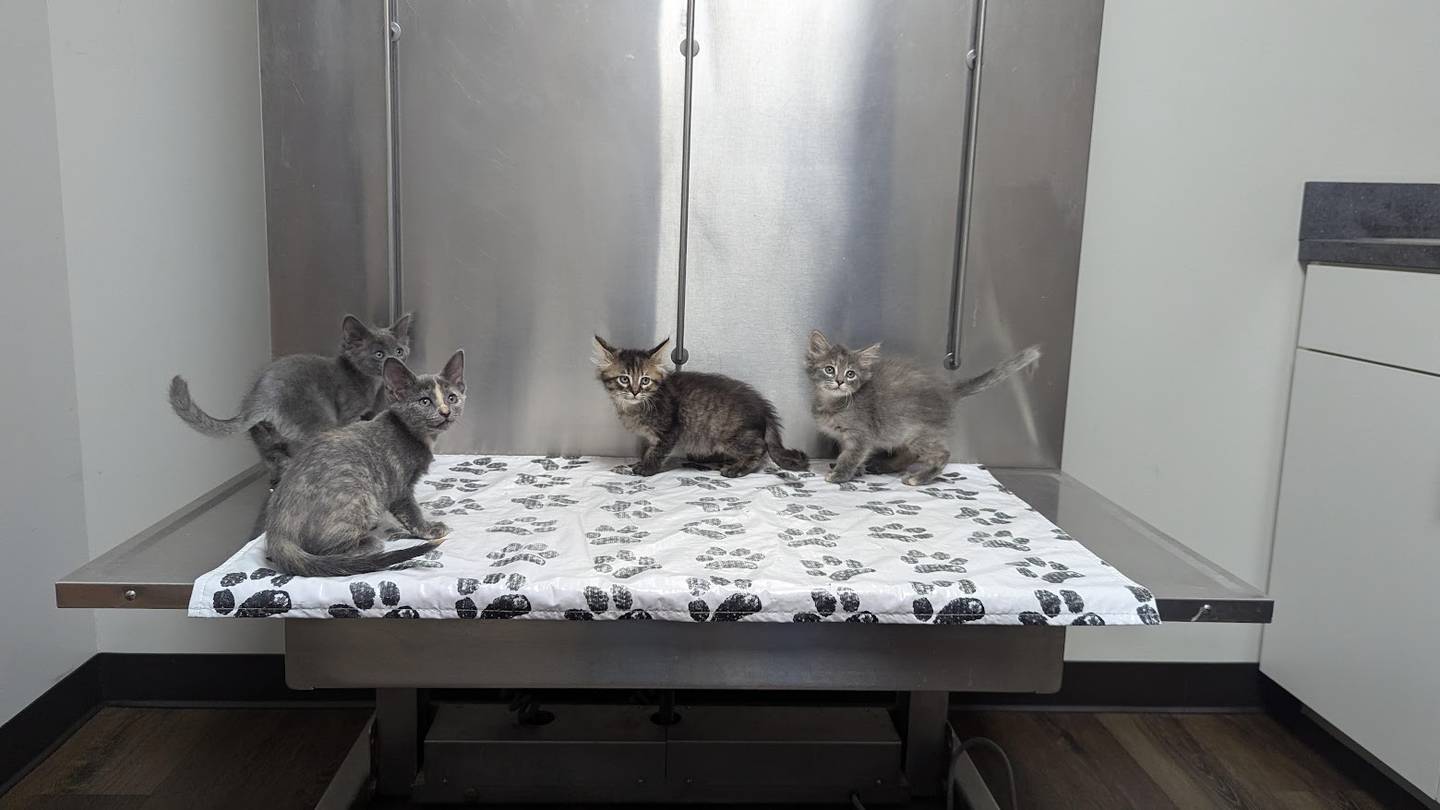 VCA Joliet Animal Hospital has approximately 33 kittens that need good homes, including the "city kitties:" Odessa, Paris, London and Rome. Kittens are litter-box trained and had age-appropriate vaccinations.