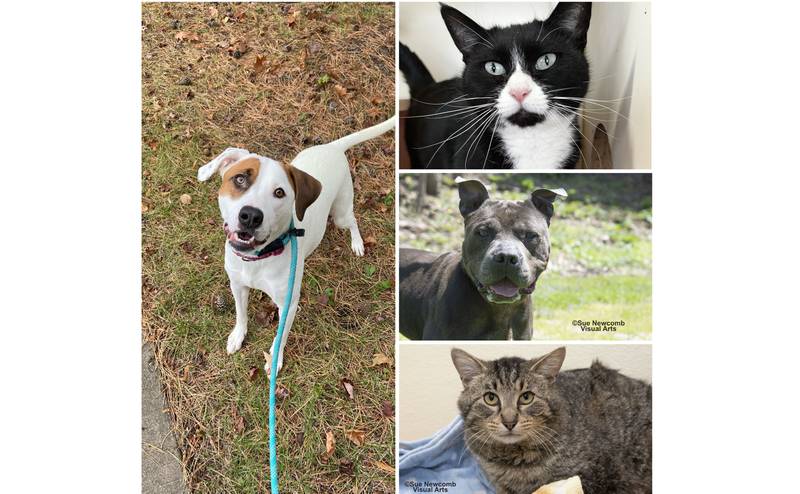 The Herald-News presents this week’s Pets of the Week. Read the description of each pet to find out about it, including where it can be adopted in Will County.