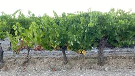 Uncorked: Accelerating heat forces winemakers to adjust