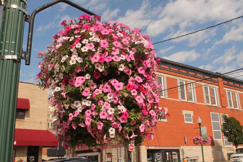 Petunia baskets are in place in downtown Dixon in advance of the Petunia Festival, which will be July 2-4, 2021.