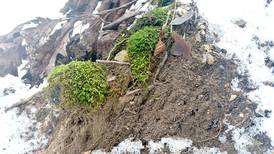 Down the Garden Path: Moss are resilient botanical survivors