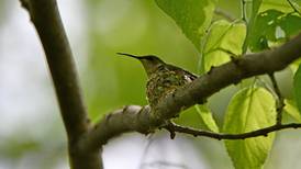 Plan a spring break staycation at Will County forest preserves