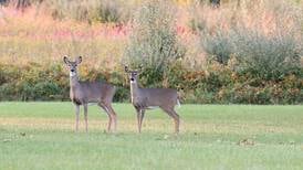 Lost Mound managed deer hunt applications available 