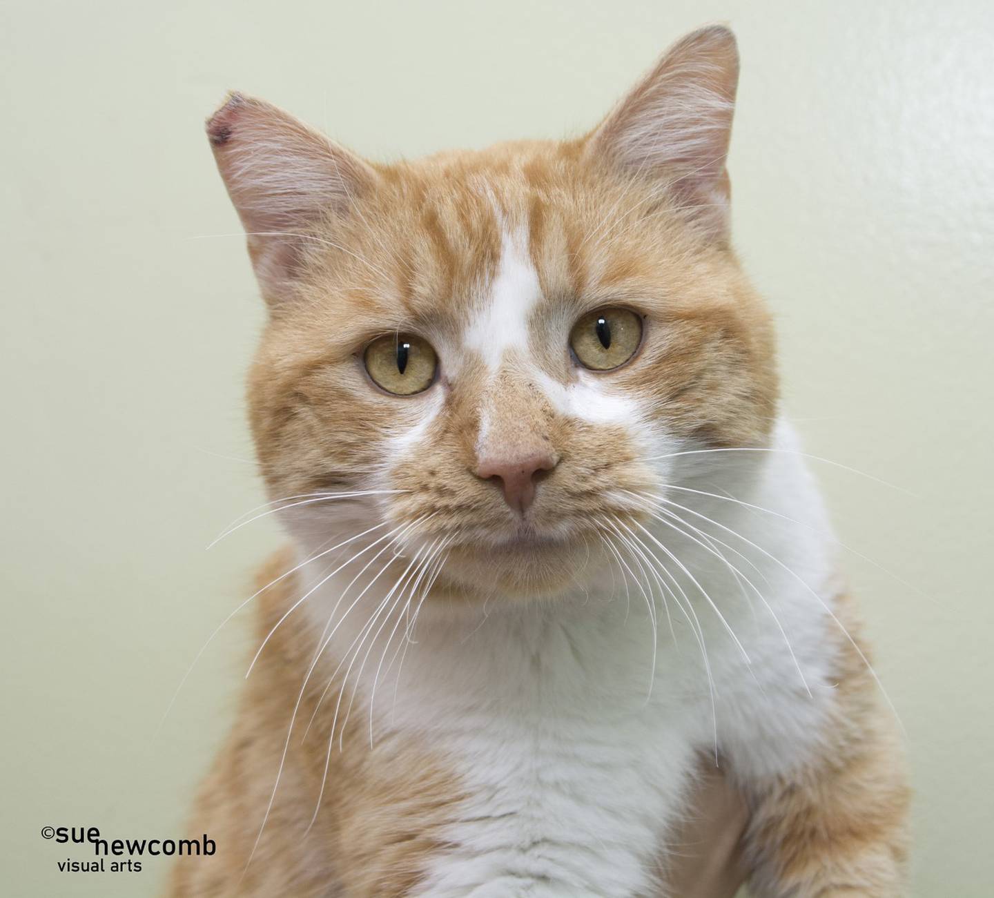 Joseph adore discuter, manger et câliner.  Ce sont ses exigences pour la meilleure vie de tous les temps.  Il est super gentil mais ne semble pas bien s'entendre avec les autres chats, il devrait donc être le seul chat de la maison.  Il est également venu au refuge avec les 2/3 de sa queue.  Contactez la Will County Humane Society à willcountyhumane.com et suivez les instructions pour le processus d'adoption.