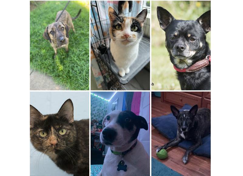 The Herald-News presents this week’s Pets of the Week. Read the description of each pet to find out about that pet, including where he or she can be adopted.