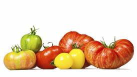 University of Illinois Extension offers free tomato care program April 23