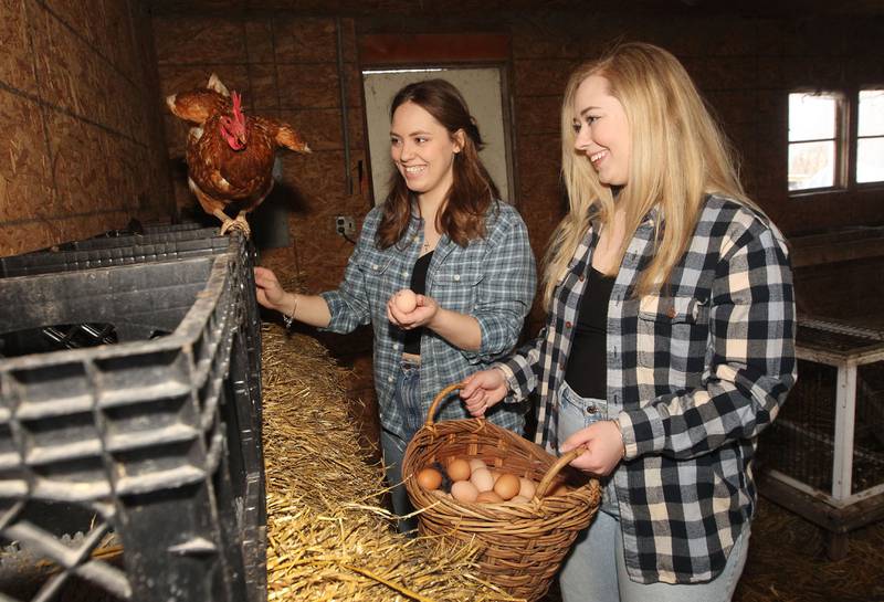 Delaney Holmes and her sister, Riley, collect eggs from the hens in their nesting boxes in the chicken coop March 5 at their family's Blue Thistle Farm & Wedding Chapel in Lake Villa.