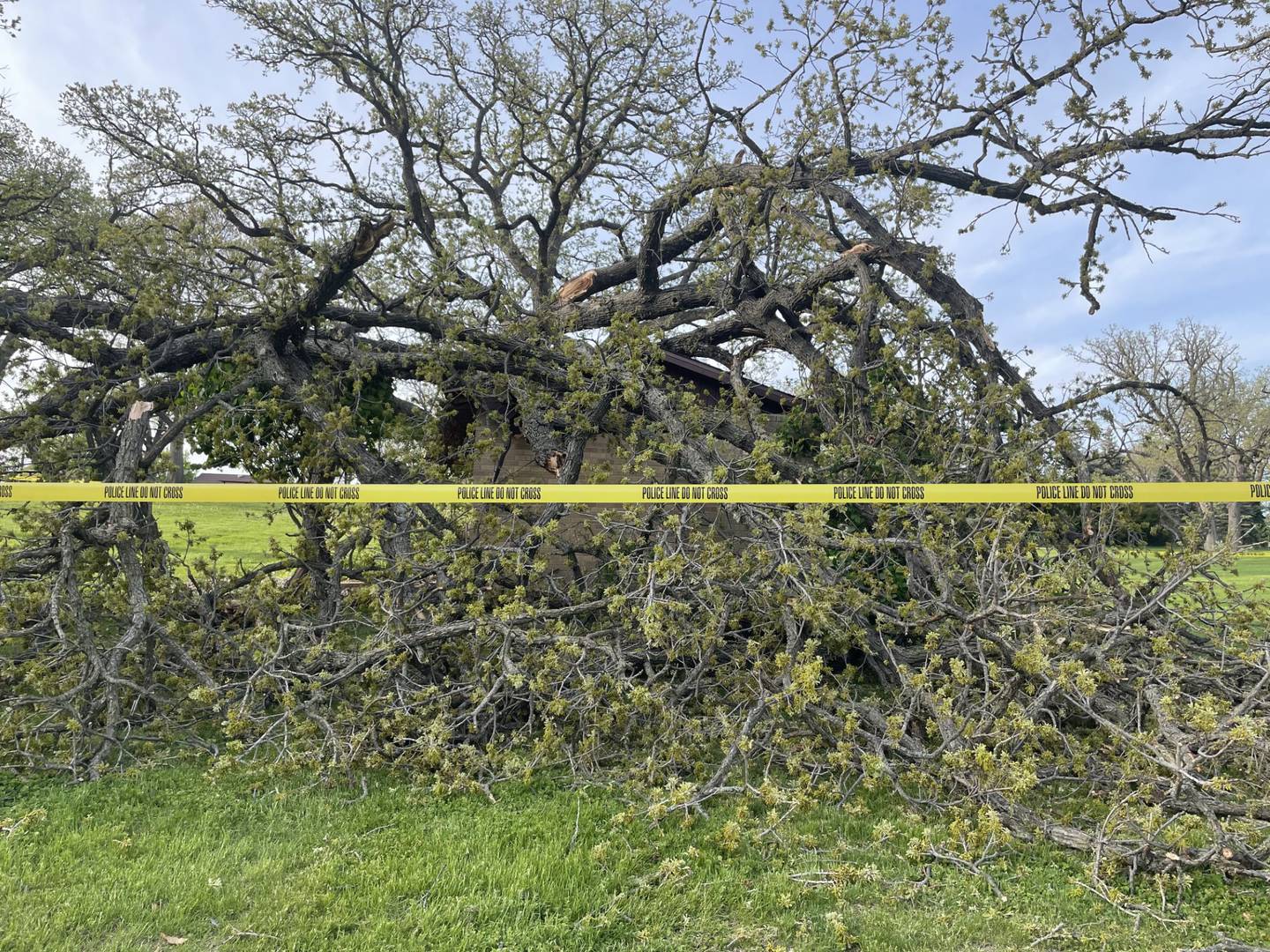 Peru Mayor Ken Kolowski said he suspects it was disease that caused this old tree to abruptly fall over around 5:15 p.m. Sunday, April 26, 2026, at Centennial Park. Kolowski, who was on site to inspect the damage, said the trees have all been sprayed with mixed success.