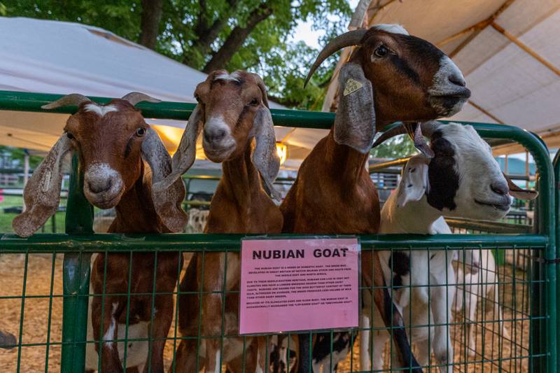 Goats topple over fence at the annual Tri-County Fair on Thursday, Aug 28, 2025 at the Tri-County Fairgrounds in Mendota.