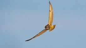 Register now for ‘Owl Watch’ tours and ‘Owl Prowl’ hikes in Will County this December