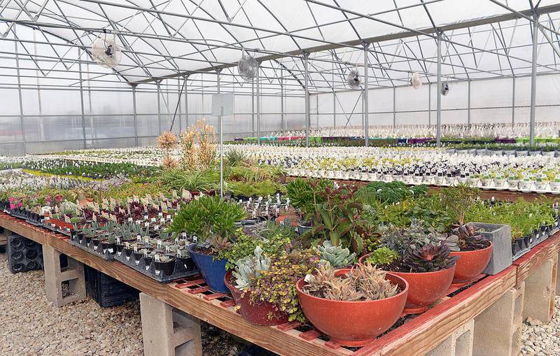 Eyes on Enterprise Ottawa, Sheridan garden centers open for season