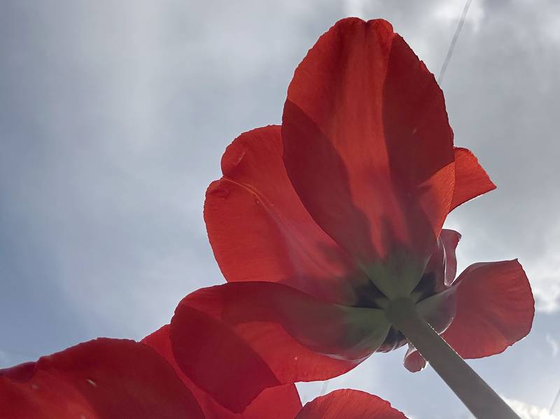 A red tulip blooms on Tuesday, April 14, 2026, outside a home at the corner of Greenwood and Fourth streets in Spring Valley. The tulips return each year at this location, creating a vibrant display that serves as a sure sign of spring.