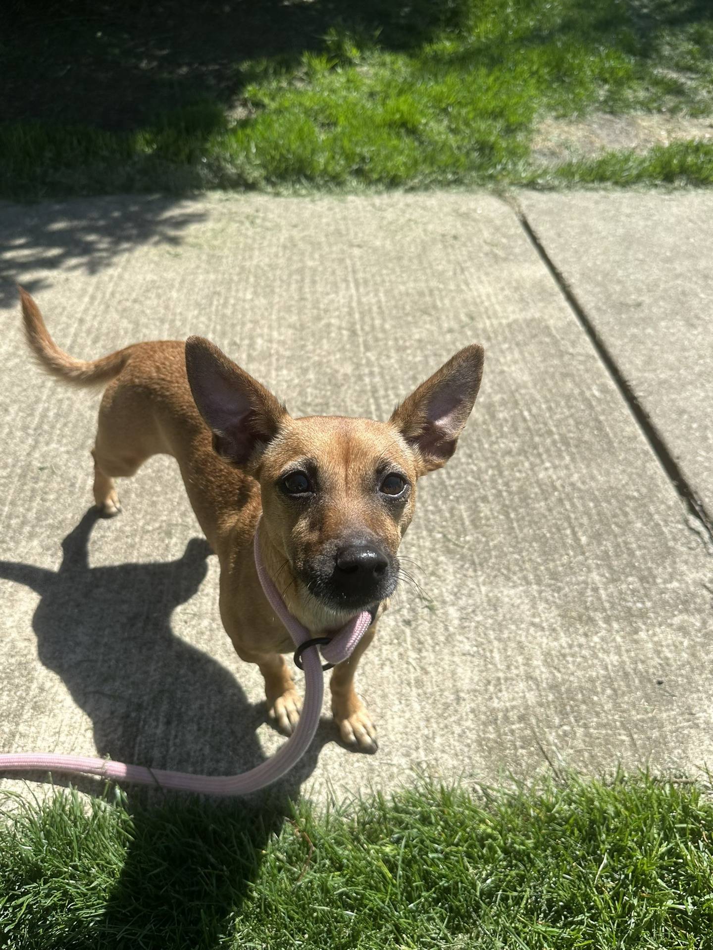 Edith is a 3-year-old Chihuahua that was rescued from a local animal control to prevent her euthanasia. She loves new people and will flip onto her back for belly rubs. She has a gentle and affectionate personality. She should be the only dog in a home but might do well with another dog if given a slow introduction. To meet Edith. email Dogadoption@nawsus.org. Visit nawsus.org.