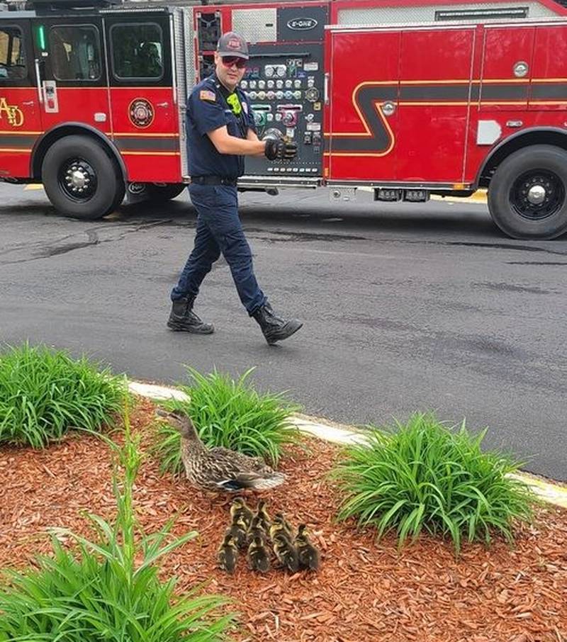 Firefighter Nick Lienhardt assisted in the rescue of two ducklings from a storm sewer Wednesday, May 18, 2022, in Antioch.