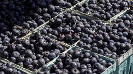 5 Things to Do: Blueberry Fest in Kendall County