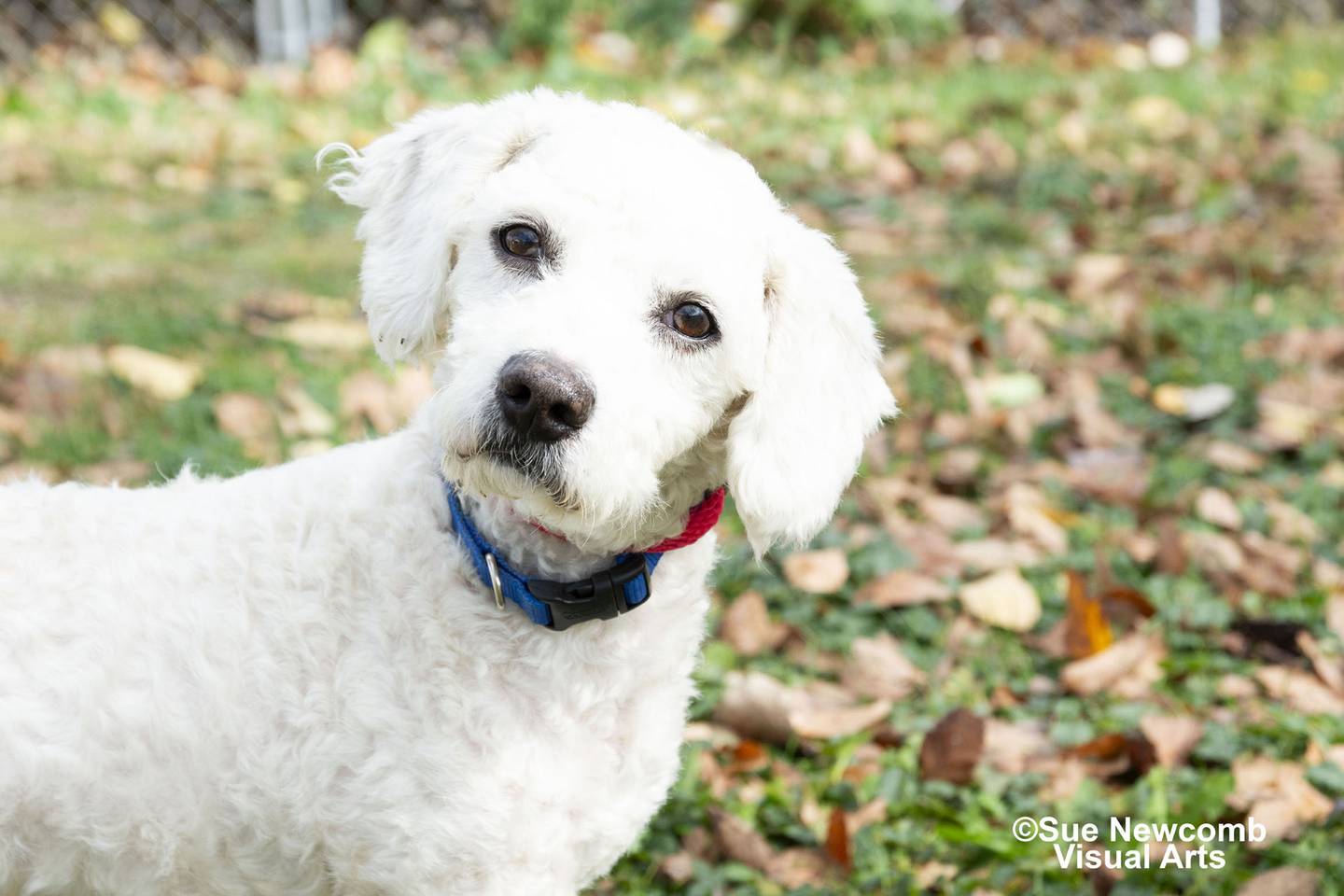 Franklin is an adult poodle mix who came to the humane society from local animal control. He’s a fun pup who enjoys being around people and going for walks. Contact the Will County Humane Society at willcountyhumane.com and follow the instructions for the adoption process.