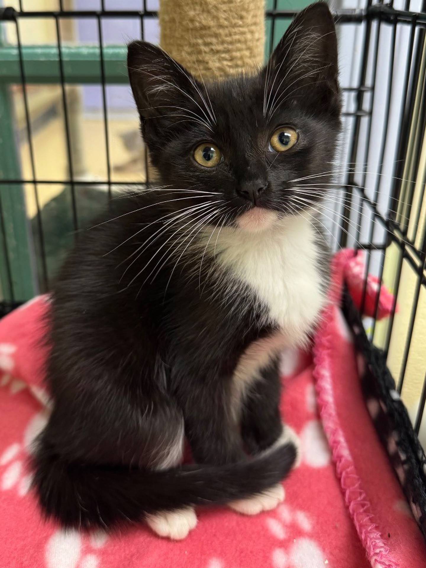 Magic is a 12-week-old kitten who was found locally by some kind people. Magic is sweet and playful, and ready for a forever home. She is currently being dewormed and has started her first round of vaccines. Contact the Will County Humane Society at willcountyhumane.com and follow the instructions for the adoption process.