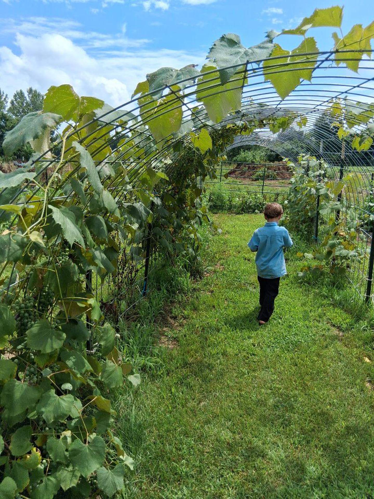 Tim and Liz's son TJ walks through the grape trellis.