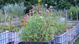 Native plants to topic of next Lombard Garden Club meeting