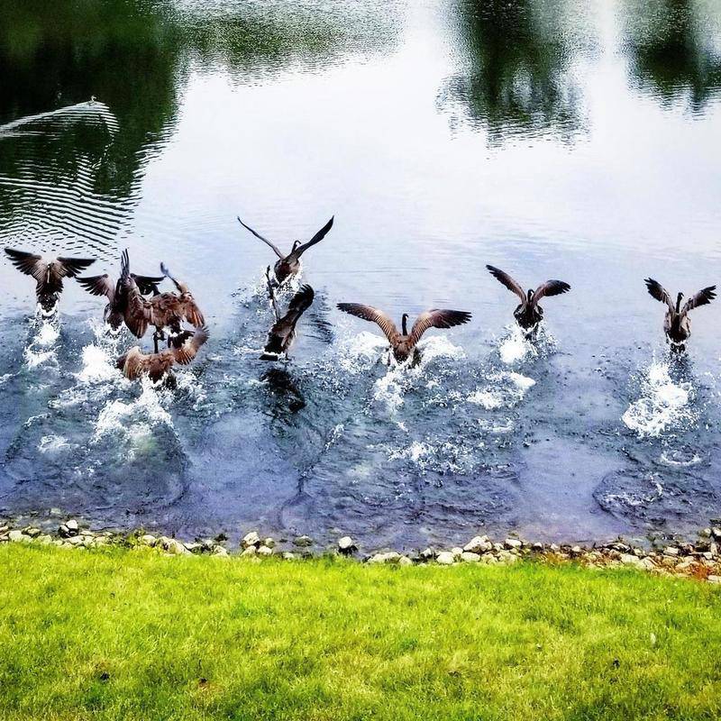 Illinois DNR announces 5year waterfowl seasons plan for 20212025