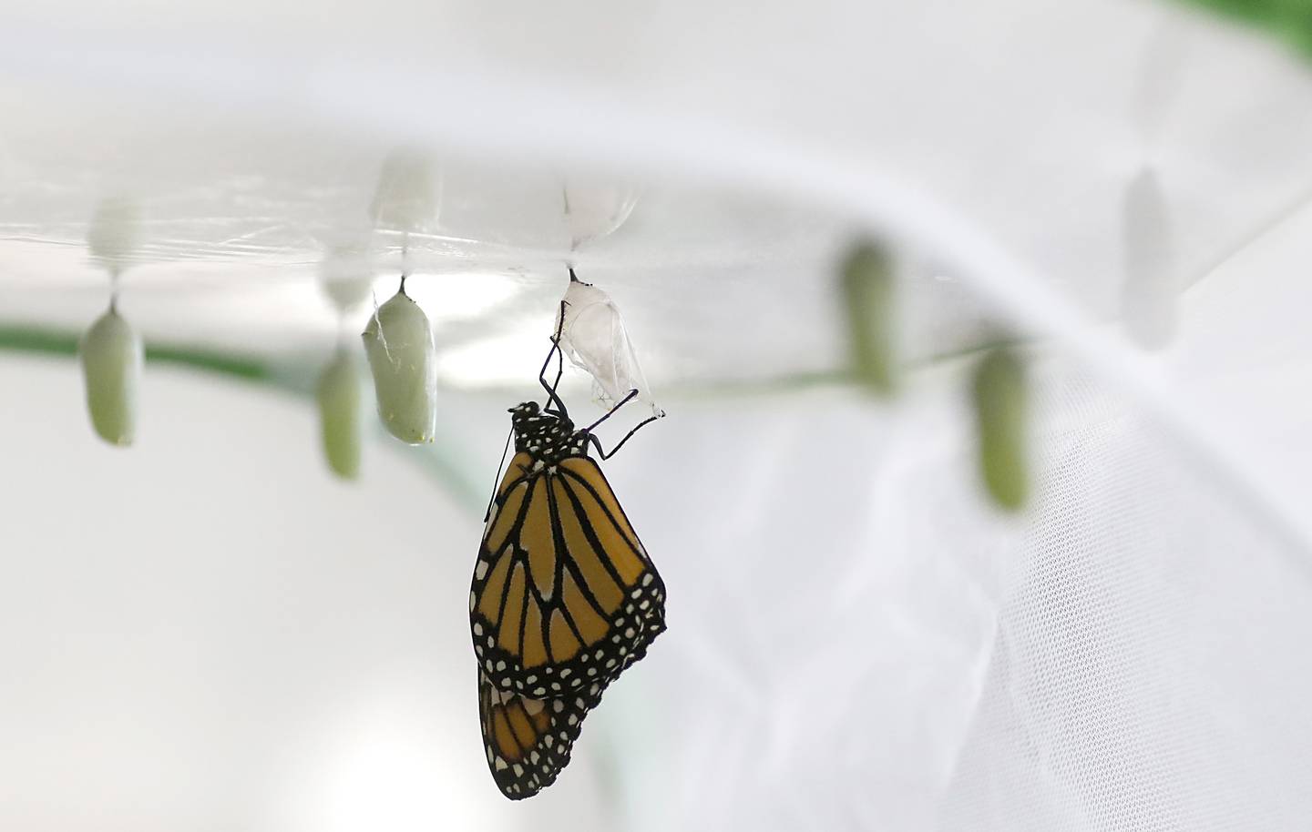 A monarch butterfly raised by Annakate Wagner on Friday, June 14, 2024, at her home in Cary. The family has a milkweed patch and raises butterflies in their backyard.